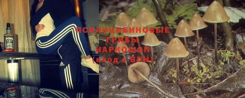 Галлюциногенные грибы Psilocybe  купить   Дзержинский 